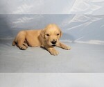 Puppy Bobby Golden Retriever