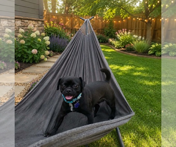 Medium Photo #4 Pug-Unknown Mix Puppy For Sale in Littleton, CO, USA