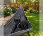 Small #3 Pug Mix