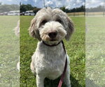 Small #2 Goldendoodle (Miniature)