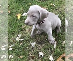 Small Photo #12 Weimaraner Puppy For Sale in HEMLOCK, MI, USA