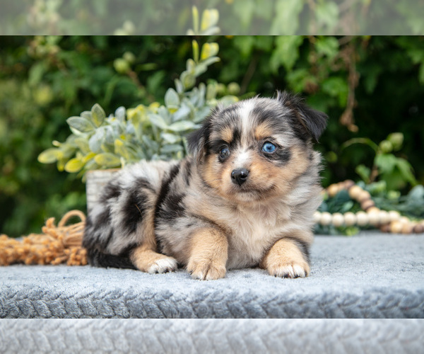 Medium Photo #2 Miniature Australian Shepherd Puppy For Sale in DELTA, PA, USA