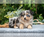 Small #1 Miniature Australian Shepherd