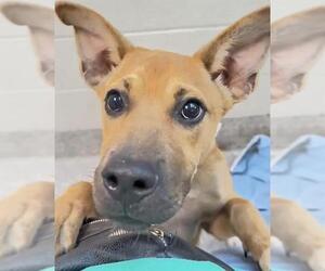Black Mouth Cur-Unknown Mix Dogs for adoption in Houston, TX, USA