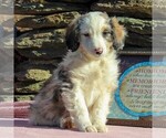 Small Photo #1 Aussiedoodle Puppy For Sale in HOLTWOOD, PA, USA