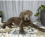 Small Photo #10 Labrador Retriever Puppy For Sale in GREENWOOD, IN, USA