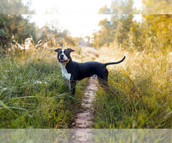 Medium Photo #3 Mutt Puppy For Sale in Rockville, MD, USA