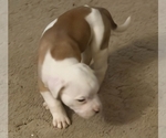 Small #11 American Bulldog