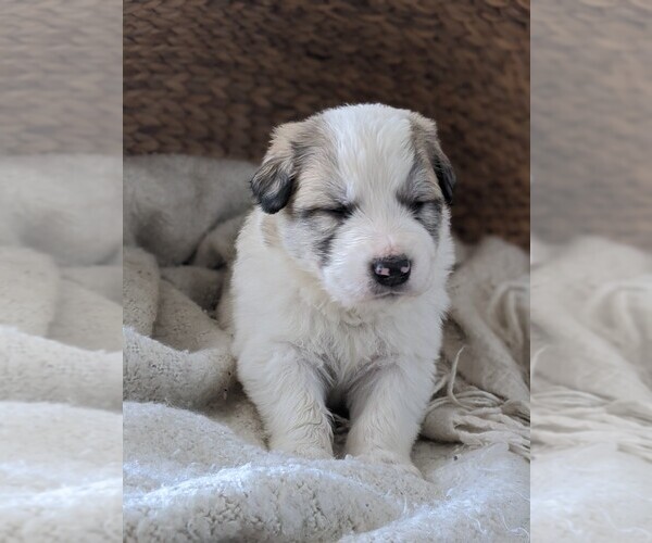 Medium Photo #53 Great Pyrenees Puppy For Sale in FALCON, CO, USA