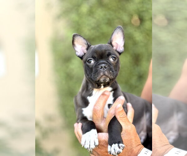 Medium Photo #9 Faux Frenchbo Bulldog Puppy For Sale in Corona, CA, USA