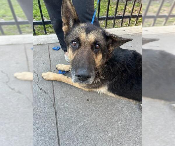 Medium Photo #1 German Shepherd Dog Puppy For Sale in Stockton, CA, USA