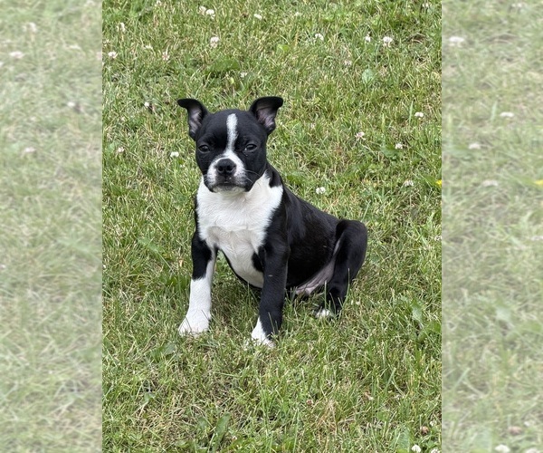 Medium Photo #1 Boston Terrier Puppy For Sale in ATHENS, WI, USA
