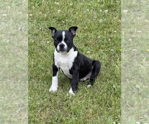 Boston Terrier Puppy for Sale in ATHENS, Wisconsin USA