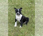Image preview for Ad Listing. Nickname: Boston boy