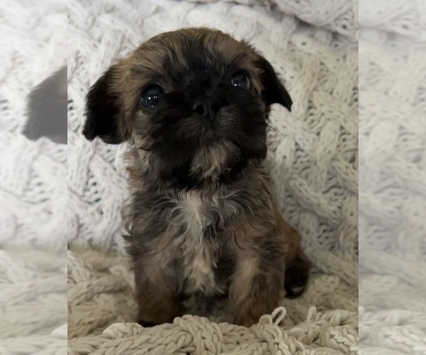 Medium Photo #4 French Bulldog Puppy For Sale in DENTON, MD, USA