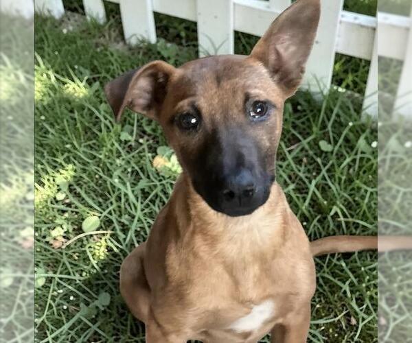 Medium Photo #3 Chihuahua-Unknown Mix Puppy For Sale in San Diego, CA, USA