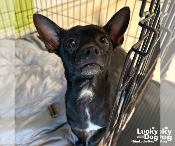 Medium Photo #1 Chihuahua-Unknown Mix Puppy For Sale in Washington, DC, USA