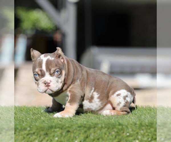 Medium Photo #1 American Bully Puppy For Sale in LOS ANGELES, CA, USA