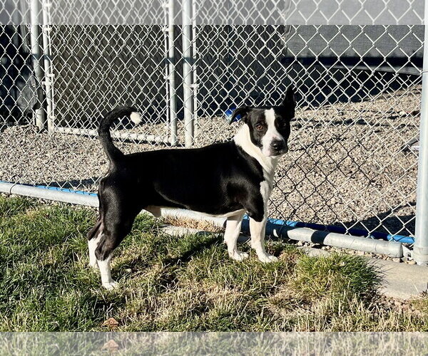 Medium Photo #1 Mutt Puppy For Sale in Emmett, ID, USA