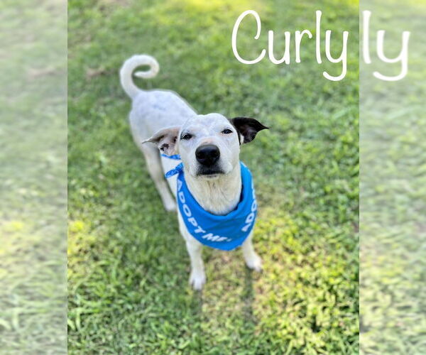 Medium Photo #3 Mutt Puppy For Sale in Conway, AR, USA