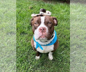Rowan - Male American Pit Bull Terrier-Unknown Mix Dog for Adoption - Photo #12