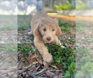 Aussiedoodle Puppy for sale in GIBSONTON, FL, USA