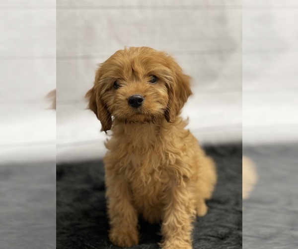 Medium Photo #12 Cavapoo Puppy For Sale in QUAPAW, OK, USA