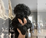 Small Photo #23 Goldendoodle Puppy For Sale in PIEDMONT, SC, USA