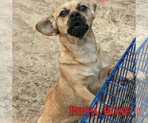Pippa Rose - Female Dachshund-Unknown Mix Dog for Adoption - Photo #16