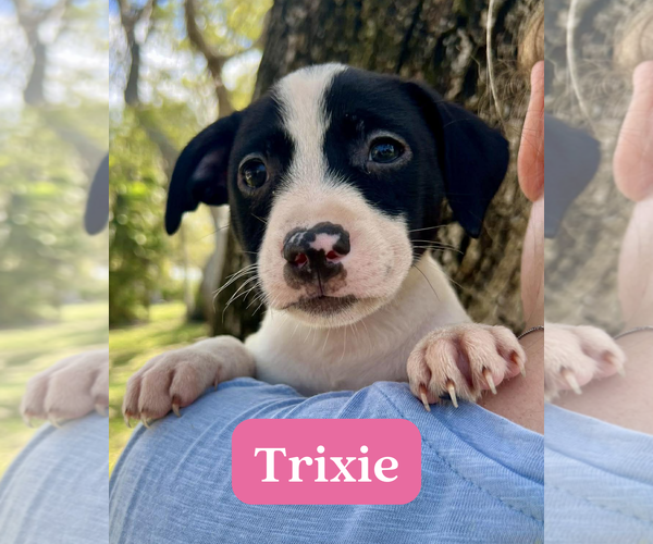 Medium Photo #1 Dachsador Puppy For Sale in Pompano Beach , FL, USA