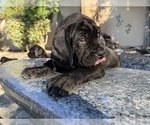 Small #3 Cane Corso