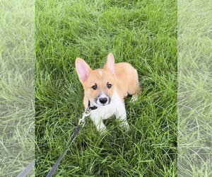 Mutt Dogs for adoption in Wheaton, IL, USA