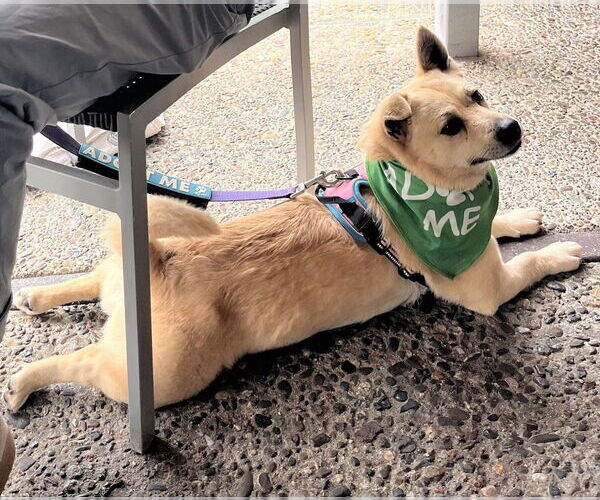 Medium Photo #3 Cardigan Welsh Corgi Puppy For Sale in Salinas, CA, USA