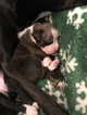 Small Photo #4 Boxer Puppy For Sale in ELKHART, IN, USA