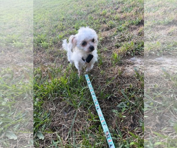 Medium Photo #2 Maltese-Unknown Mix Puppy For Sale in Holly Springs, NC, USA