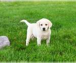 Small #4 Labrador Retriever