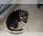 Small Photo #19 German Shepherd Dog Puppy For Sale in BEULAVILLE, NC, USA