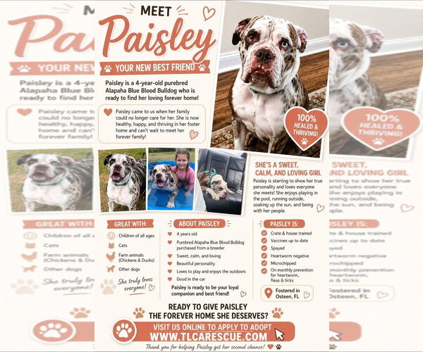Medium Photo #2 American Bulldog Puppy For Sale in Cape May, NJ, USA