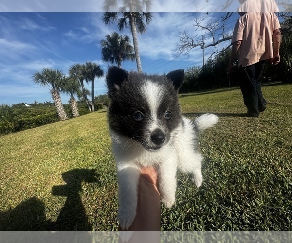 Medium Photo #2 Pomeranian Puppy For Sale in VENICE, FL, USA
