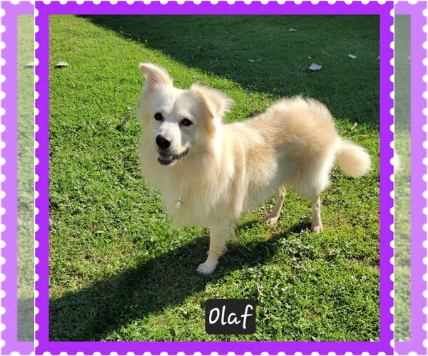 Medium Photo #1 Australian Shepherd-Unknown Mix Puppy For Sale in Granbury, TX, USA