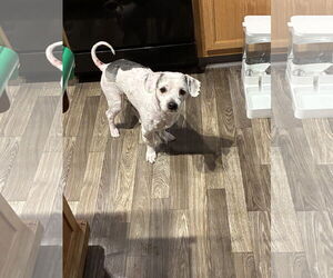 Poodle (Miniature)-Unknown Mix Dogs for adoption in Middlesex, NC, USA