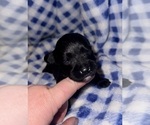 Puppy Puppy 2 Schnauzer (Miniature)