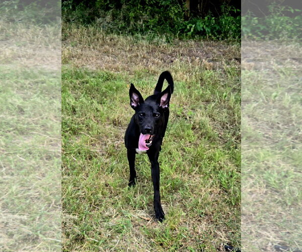 Medium Photo #1 Mutt Puppy For Sale in Jackson, MS, USA
