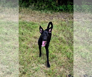 Mutt Dogs for adoption in Jackson, MS, USA