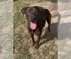 CINDER - Female Mutt Dog for Adoption - Photo #2
