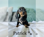 Small Photo #13 Dachshund Puppy For Sale in COOKEVILLE, TN, USA