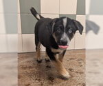 Small German Shepherd Dog