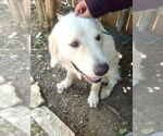 Small #3 Great Pyrenees