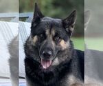 Small #1 German Shepherd Dog