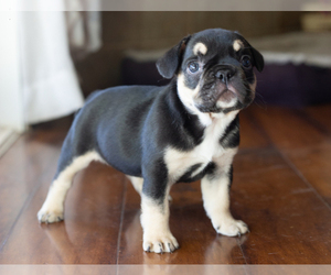 French Bulldog Puppy for Sale in DESERT HOT SPRINGS, California USA